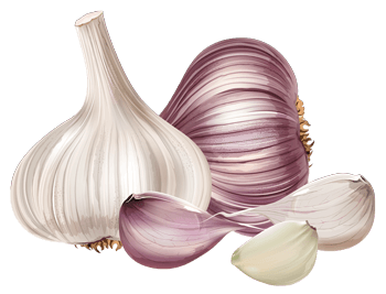 garlic.png